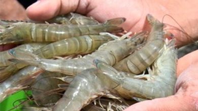 تولید میگو ایران به ۴۵ هزار تن رسیده است