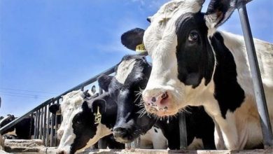 جمعیت دام سنگین کشور به ۲۷۵ هزار رأس رسید