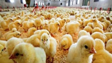 جوجه‌ریزی در استان بوشهر از 20 میلیون قطعه فراتر رفت