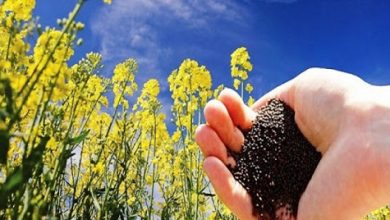 خوزستان مهمترین استان در تولید محصول و بذر کلزای بهاره در کشور