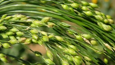 دستورالعمل کلی در مورد زراعت ارزن