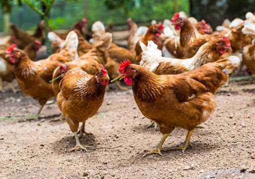 راهکارهای پرورش مرغ محلی در شرایط بد اقتصادی