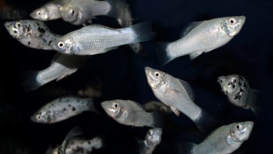 رهایی ۴۰۰ هزار قطعه بچه‌ماهی در استخرهای خراسان شمالی