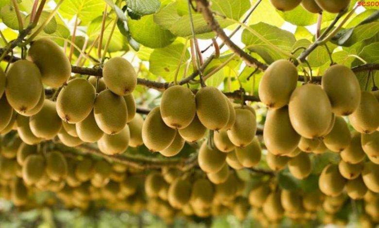 روز مزرعه کیوی در تالش برگزار شد