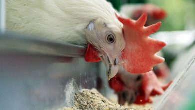 سم «بوتولیسم» تهدیدی برای طیور صنعتی و بومی نیست