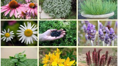 صادرات گیاهان دارویی امسال ۷۰۰ میلیون دلار برآورد شد