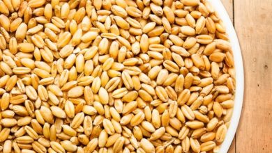 صنعت بذر با خصوصی‌سازی ارتقا می‌یابد
