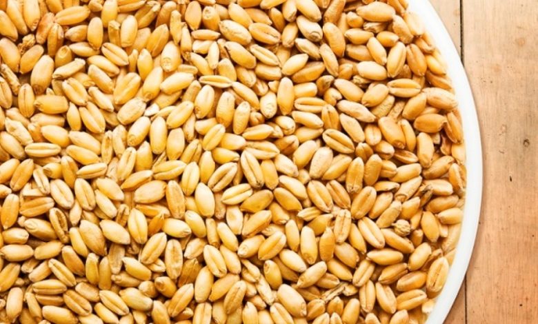 صنعت بذر با خصوصی‌سازی ارتقا می‌یابد