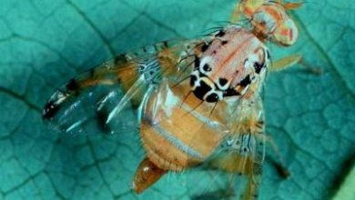 عدم وجود آفات قرنطینه ای در ۶۵۰ هزارهکتار از اراضی زراعی تایید شد