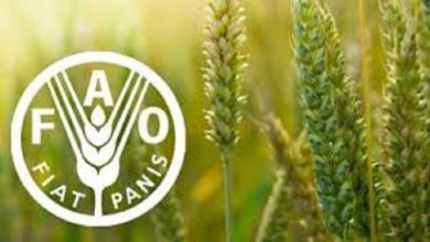 فائو صدور بیانیه درباره ویروس کرونا و کره شمالی را تکذیب کرد