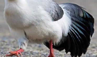 قرقاول گوش‌دار سفید (white eared pheasant)قرقاول گوش‌دار سفید (white eared pheasant)