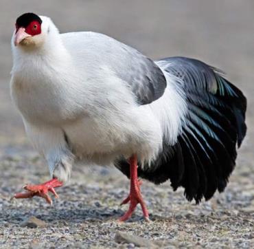 قرقاول گوش‌دار سفید (white eared pheasant)قرقاول گوش‌دار سفید (white eared pheasant)