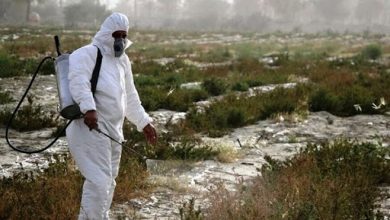 مبارزه علیه ملخ صحرایی در یک میلیون هکتار اراضی کشور دستور کار است