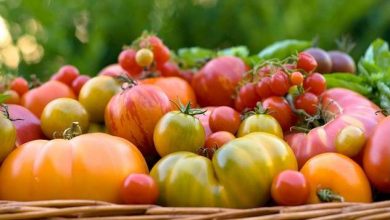 متوسط قیمت محصولات کشاورزی درپاییز/هر کیلو برنج ۱۷ هزارو۶۶۵ تومان