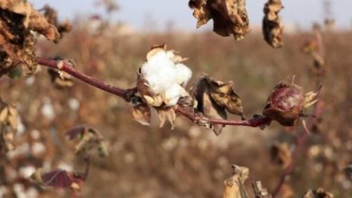 مختصری از زراعت پنبه