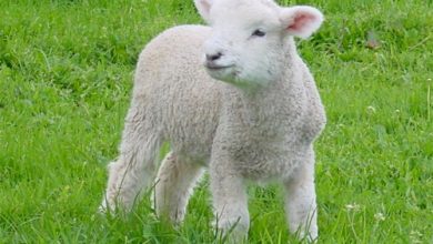 مراقبت پس از تولد از بره‌ها