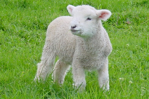 مراقبت پس از تولد از بره‌ها