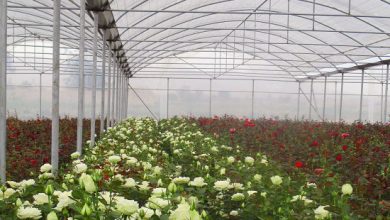 مستثنی شدن احداث گلخانه‌ها در خارج از حریم شهرها روی میز دولت