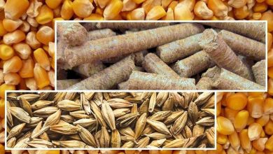 مشکلی در تأمین و توزیع نهاده‌های دامی وجود ندارد