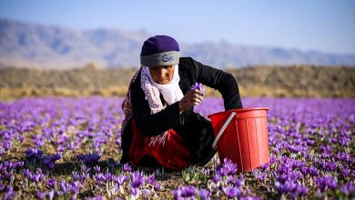 مطالبات زعفرانکاران تا پایان سال تسویه می شود