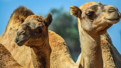 موضوع ویروس کرونای شترهای هرمزگان دردست بررسی است