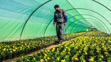 مکان‌یابی ۵۴۳ هکتار از اراضی کشاورزی برای کشت گلخانه‌ای در خراسان جنوبی