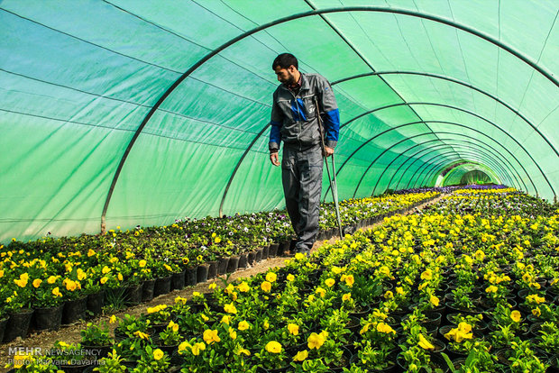 مکان‌یابی ۵۴۳ هکتار از اراضی کشاورزی برای کشت گلخانه‌ای در خراسان جنوبی