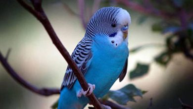 نشانه‌های بیماری در مرغ عشق