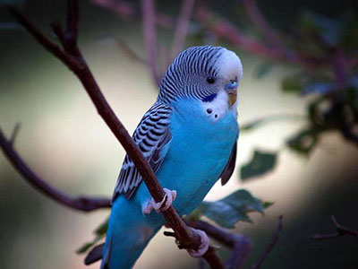 نشانه‌های بیماری در مرغ عشق