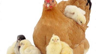 ۳۲۰ میلیارد ریال غرامت به صنعت طیور پرداخت شد