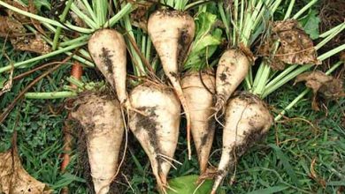 آشنایی با زراعت چغندر قند