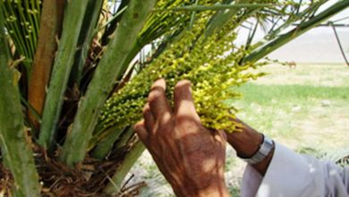 آغاز گرده افشانی نخیلات در قیروکارزین