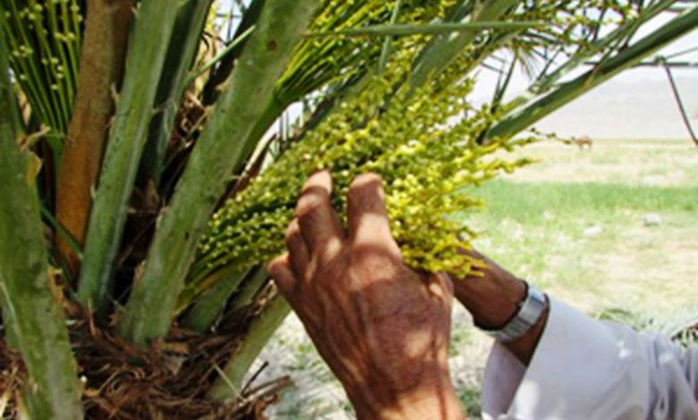 آغاز گرده‌افشانی باغات نخل خرمای شهرستان بم