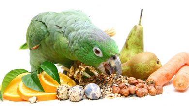 آیا می‌توان گوشت را در رژیم غذایی طوطی‌ها گنجاند؟