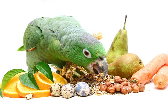 آیا می‌توان گوشت را در رژیم غذایی طوطی‌ها گنجاند؟