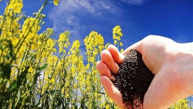 اتخاذ تدابیر لازم برای تامین کود مورد نیاز کشاورزان