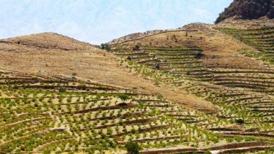 اجرای طرح توسعه باغات دیم در اراضی شیب‌دار چهارمحال و بختیاری