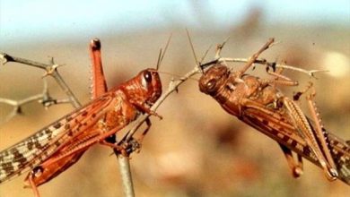 اجرای عملیات مبارزه با آفت ملخ صحرایی در ۳۰ هزار و ۷۰۰ هکتار