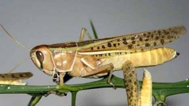 اصفهان آماده مبارزه با ملخ‌های مهاجر است