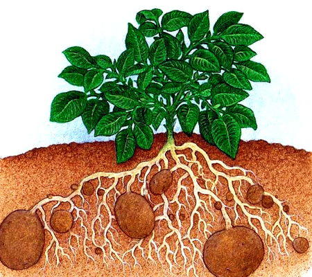 انقراض ریشه‌های بهاری گیاهان خوراکی