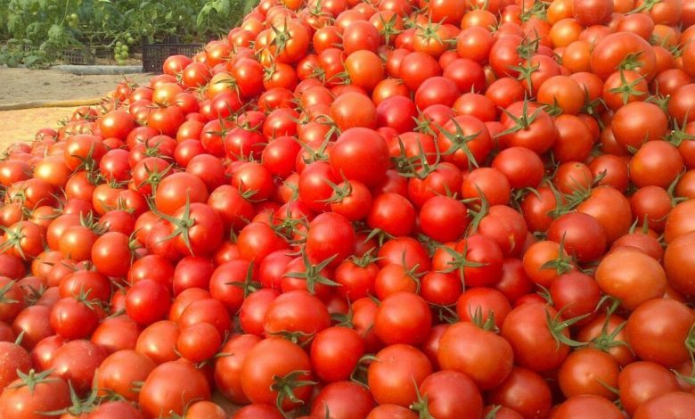 برداشت 8000 تن گوجه فرنگی از گلخانه‌های هیدروپونیک شهرستان نرماشیر