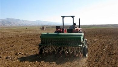 بیش از 68 هزارهکتار از اراضی سیستان و بلوچستان زیر کشت گندم رفت