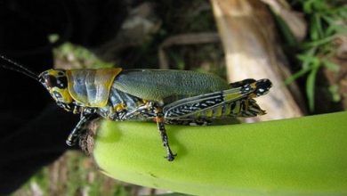 تا مرداد سال آینده درگیر مبارزه با ملخ های مهاجم خواهیم بود