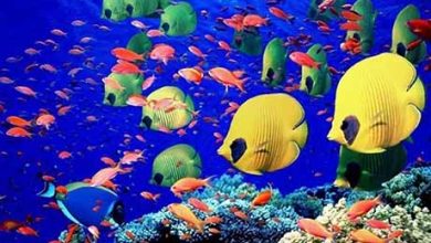 تولید ماهیان زینتی دریایی تبدیل تهدید به فرصت است