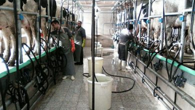 خرید حمایتی شیرخام مازاد دامداران تصویب شد