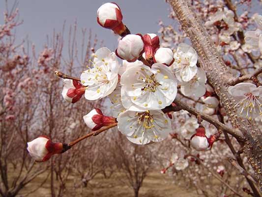 خلق طبیعتی زیبا با گل دهی درختان میوه در ابرکوه