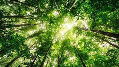 درختان تغییرات آب و هوایی و ریزگردها را کنترل می کند