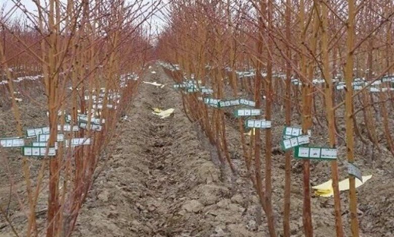 سالانه بیش از یک میلیون نهال در خراسان شمالی تولید می‌شود