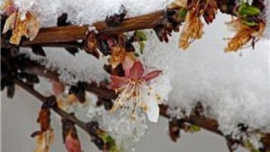 سرما به درختان هسته‌دار خراسان شمالی خسارت وارد کرد