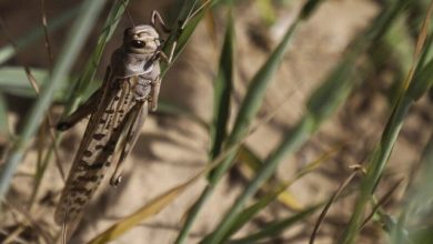 شناسایی 4 کانون آلوده به ملخ در قیروکارزین